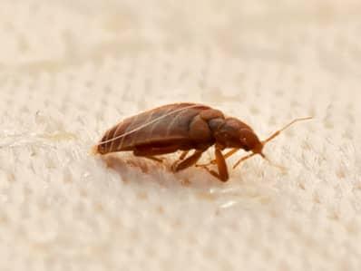 How To Avoid Bed Bugs While Traveling