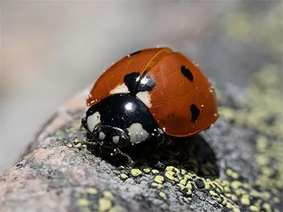 lady-bug-control-in-new-jersey