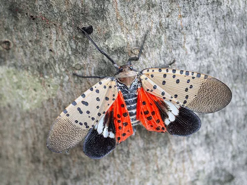 spotted lanternfly on a tree outside a new jersey home