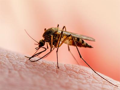 Mosquito-Borne Illnesses