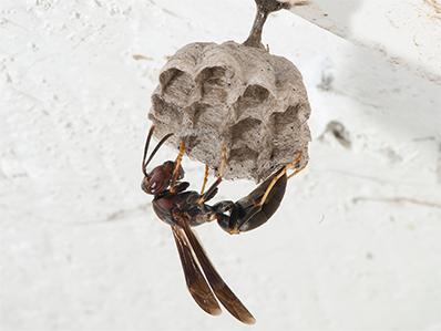 Paper wasps