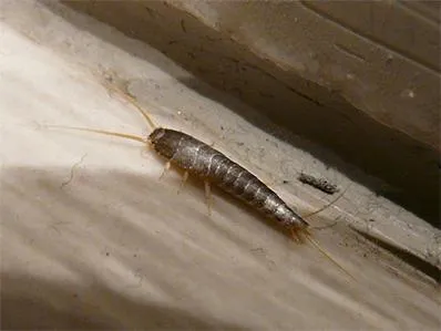 sliverfish hiding in bathroom cupboard in new jersey home