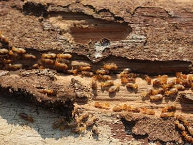 termite damage in a new jersey home
