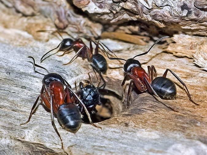 When Are Carpenter Ants Most Active in New Jersey?