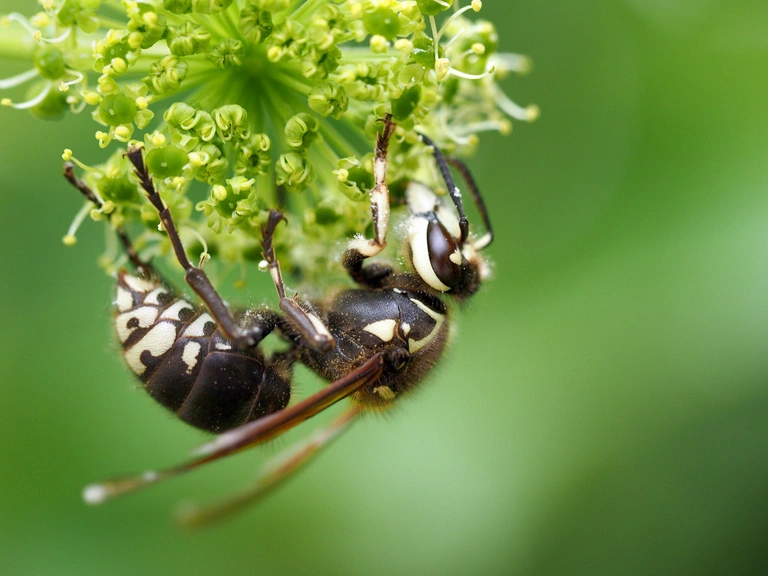 Baldfaced Hornets on flower