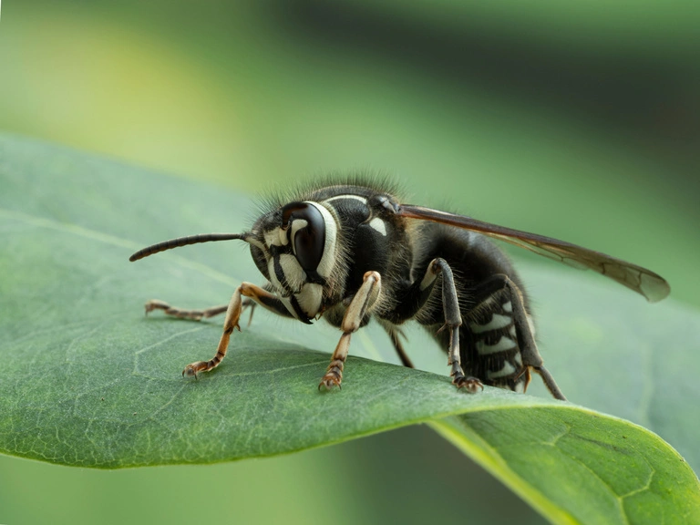 Baldfaced Hornets