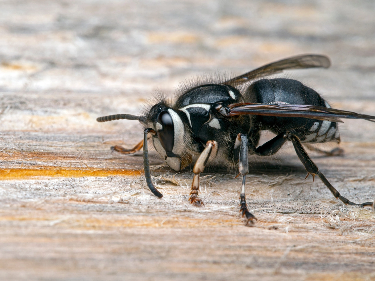 Baldfaced Hornets on log