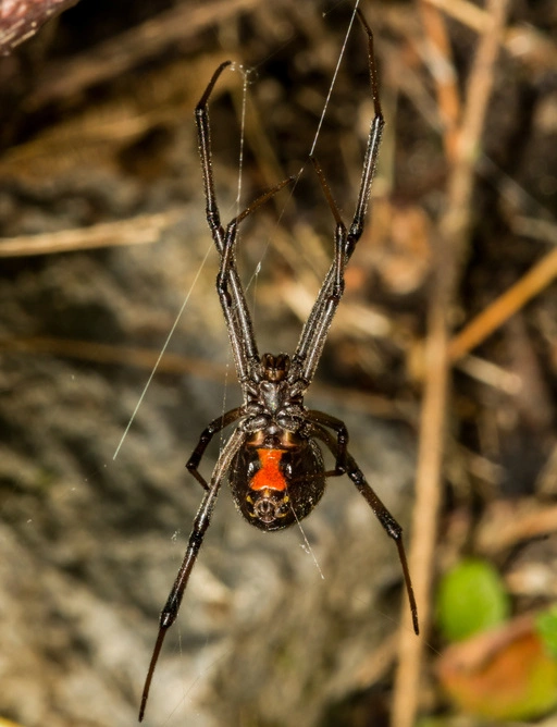 Black Widow Spider in it's web