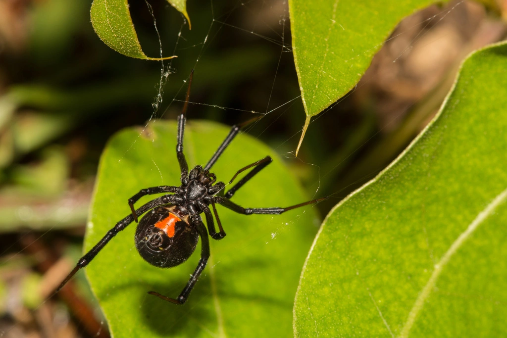 Black Widow Spider on jungle