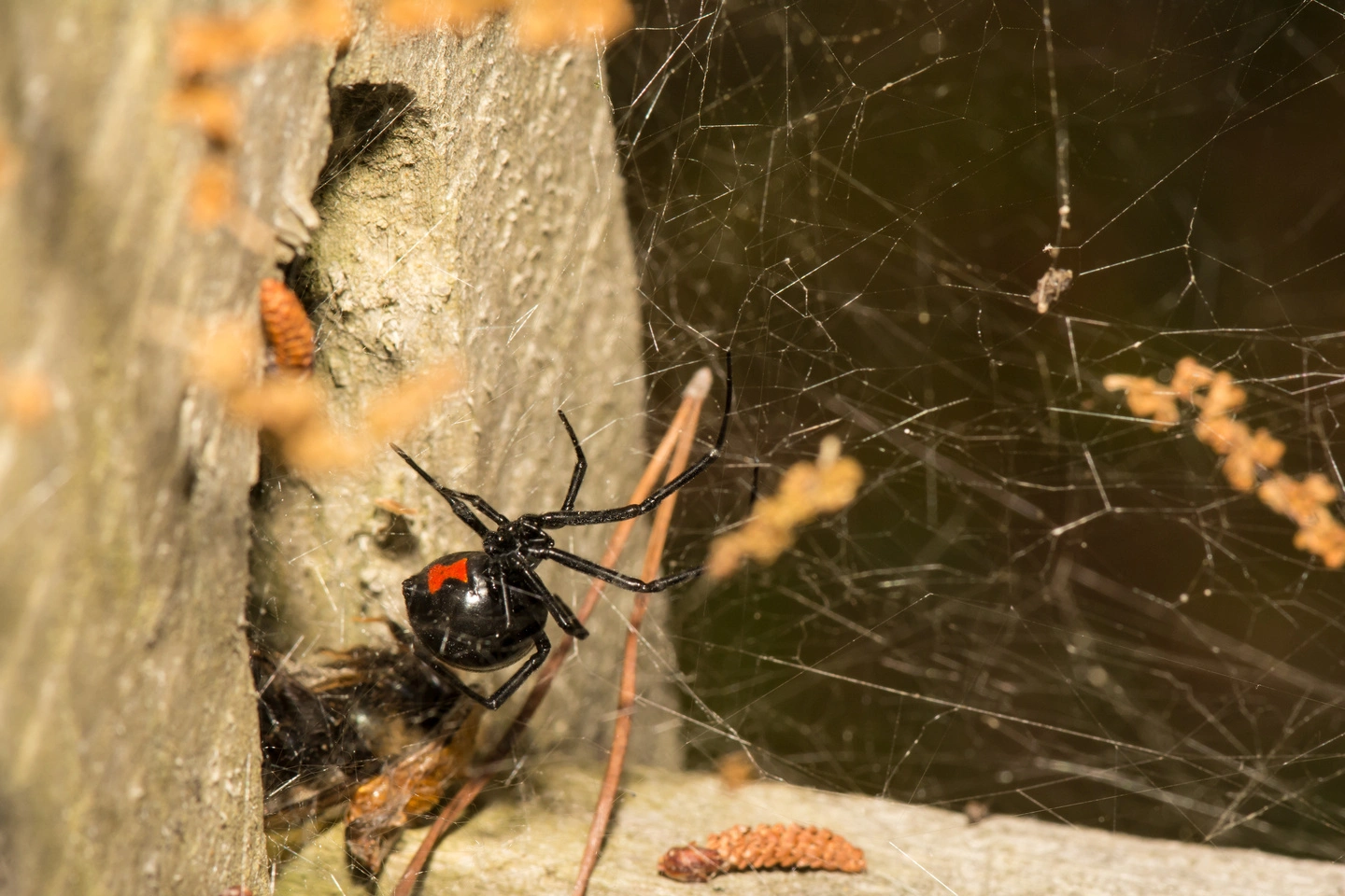 Black Widow Spider