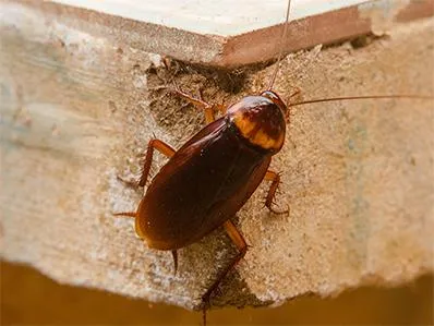 american-cockroach-control-in-new-jersey