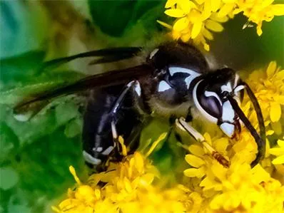 baldface-hornet-control-in-new-jersey