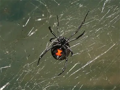 black-widow-spider-control-in-new-jersey