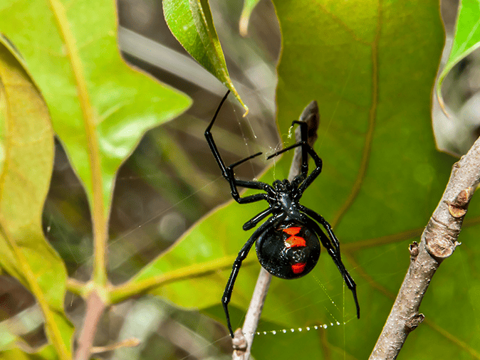 black widow spider