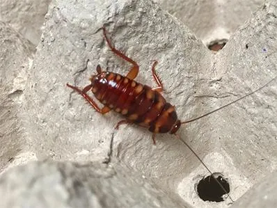 brown-banded-cockroach-control-in-new-jersey