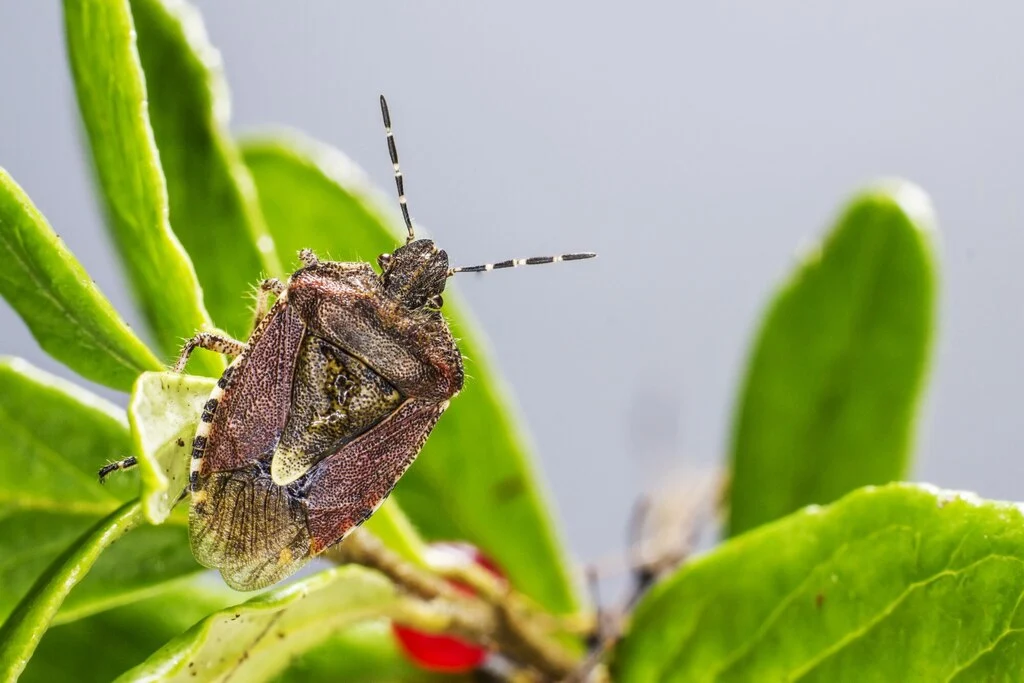 brown-beetle-sitting-plant-close-up