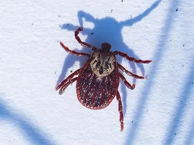 brown-dog-tick-control-in-new-jersey