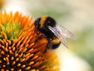 bumble-bee-removal-in-new-jersey