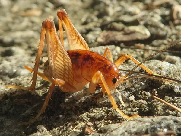 camel-crickets-in-new-jersey