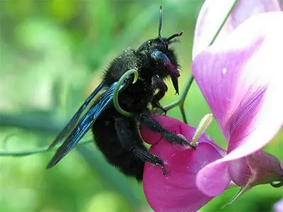 carpenter-bee-control-in-new-jersey