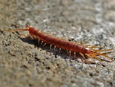 centipede-control-in-new-jersey