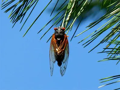 cicada-control-in-new-jersey