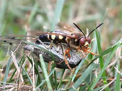 cicada-killer-wasp-control-in-new-jersey