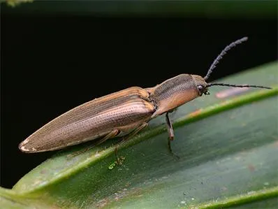 click-beetle-control-in-new-jersey