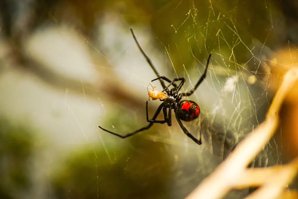 closeup-of-a-southern-black-widow-on-a-spider-silk