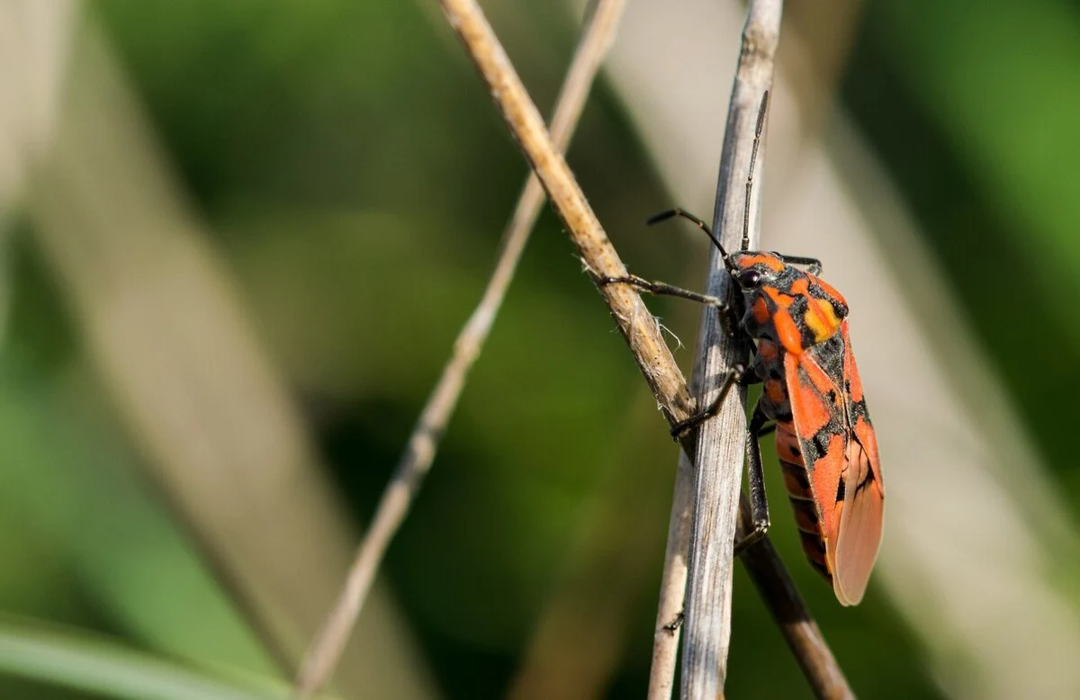 closeup-red-soldier-bug-dried-branches-field-sunlight-malta