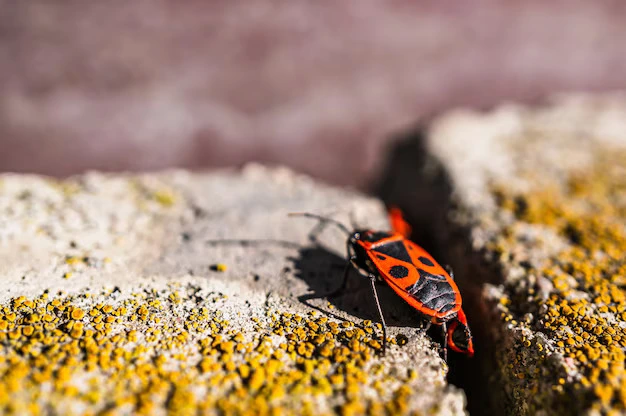 closeup-selective-focus-shot-firebug-stone-surface