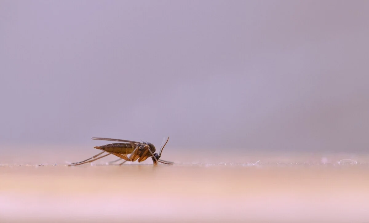 closeup-selective-focus-shot-locust-white-wall-background