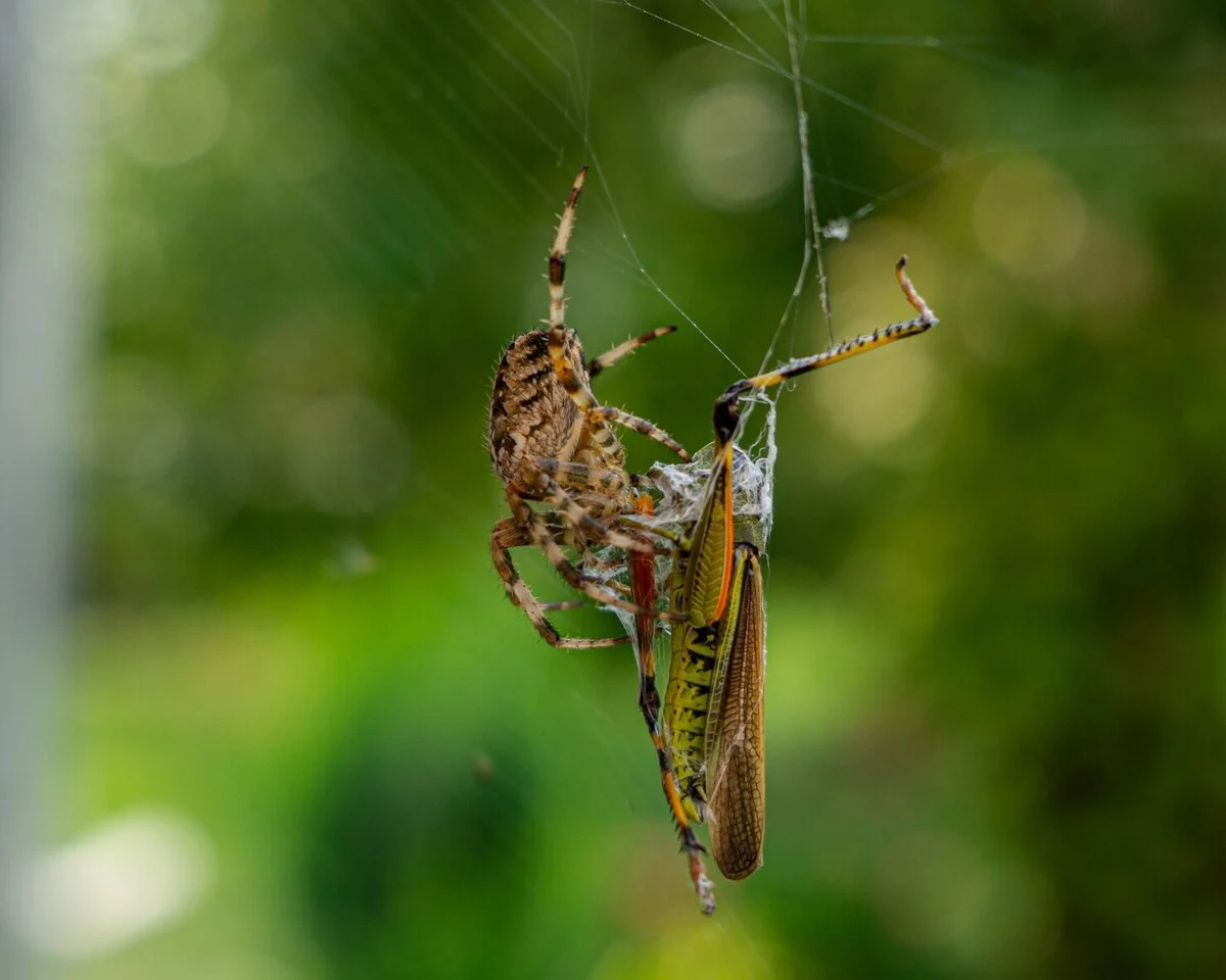 closeup-shot-brown-spider-green-cricket-spider-web-with-blurry