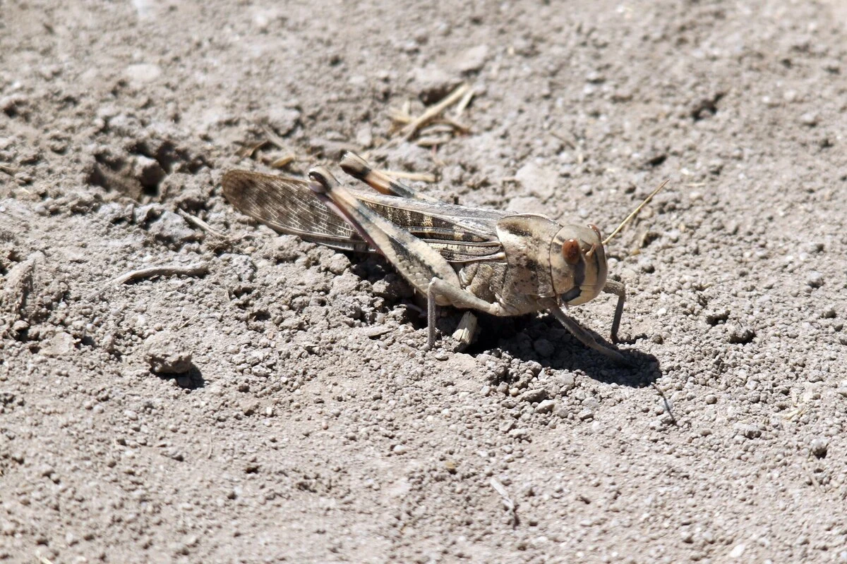 closeup-shot-locust-ground