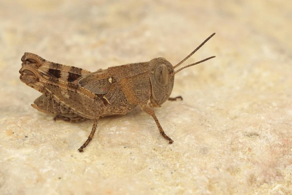 closeup-shot-short-horned-grassh