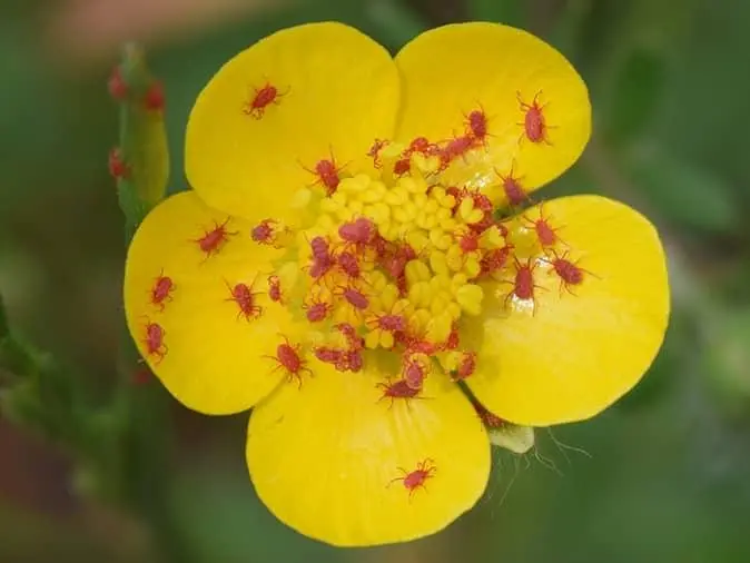 clover-mites-in-new-jersey