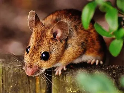 deer-mouse-control-in-new-jersey