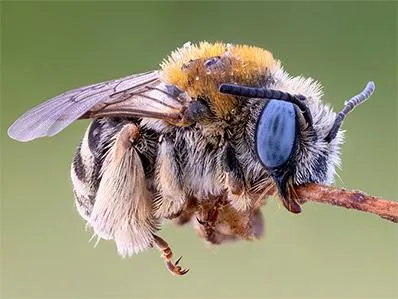 digger-bee-control-in-new-jersey