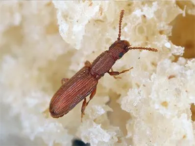 drug-store-beetle-control-in-new-jersey