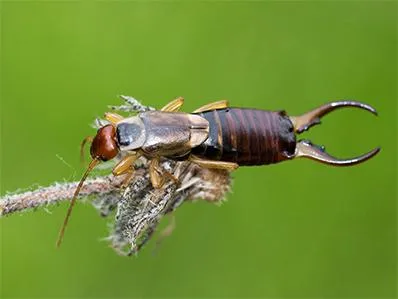 earwig-control-in-new-jersey