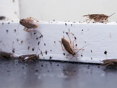 german-cockroach-control-in-new-jersey