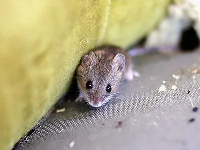 house-mouse-control-in-new-jersey