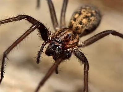 house-spider-control-in-new-jersey