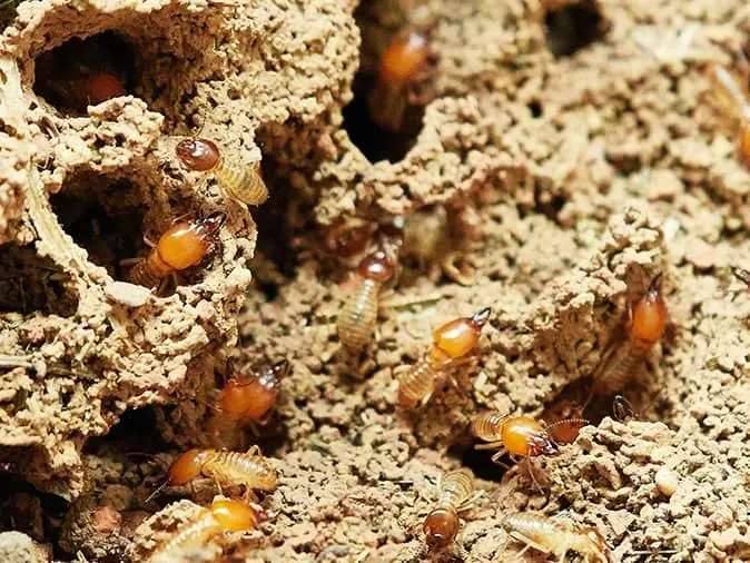 termites