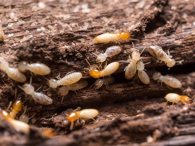 how-professionals-treat-for-termites-in-new-jersey