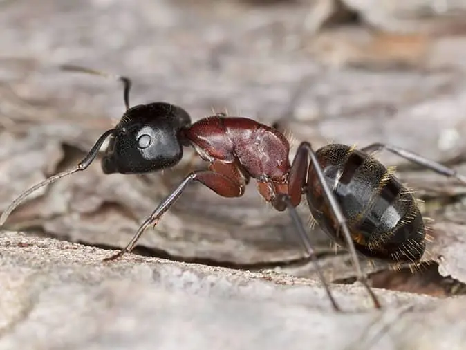 What Attracts Carpenter Ants To Your Home Carpenter Ant Prevention Tips