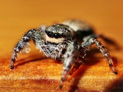 jumping-spider-control-in-new-jersey