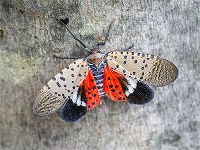 lantern-fly-information-for-new-jersey-residents