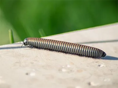 millipede-control-in-new-jersey