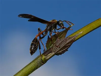 mud-dauber-control-in-new-jersey